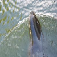 dsc_0997_12139095126_o