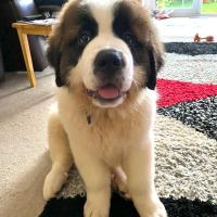 Obi