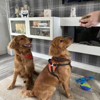 pets_53905663982_o