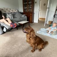 pets_53905771602_o