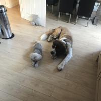 pets_53906552141_o