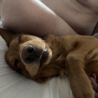 pets_53906555306_o