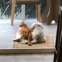 pets_53906561636_o