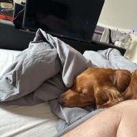 pets_53906675156_o