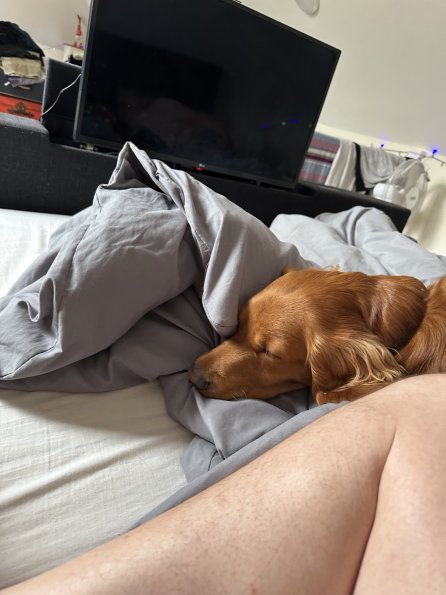 pets_53906675156_o