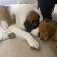 pets_53906675781_o