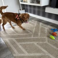 pets_53906886718_o