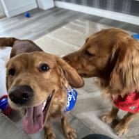 pets_53906893038_o
