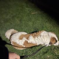 pets_53906893238_o