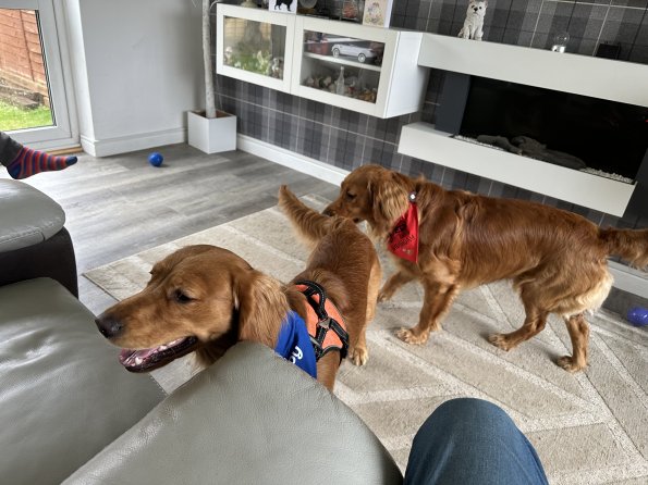 pets_53906893463_o