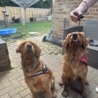 pets_53906923393_o