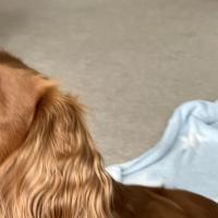 pets_53906998155_o