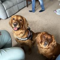 pets_53907020365_o