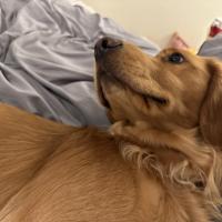 pets_53907021829_o