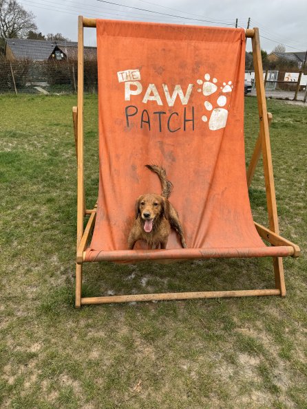 pets_53907038190_o