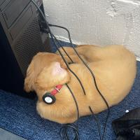 pets_53907075775_o