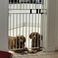 pets_53907079620_o